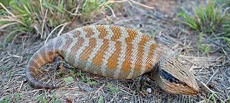 Clint looks at the these incredible lizards to help you determine if. What Do Blue Tongue Skinks Eat In The Wild Lizard Cafe
