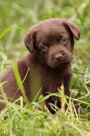 The best labrador names in one place. Cute Chocolate Lab Puppy