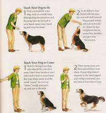 Hand Sign S For Dog S Take A Look At Pet Source Com S Featured Sales Items Shop Now Dog Training Obedience Dog Training Easiest Dogs To Train