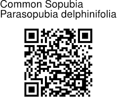 Image result for Sopubia ugandensis