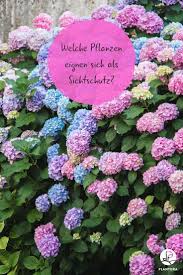 Plants As Privacy Our Top 15 For Garden Balcony Pflanzen Sichtschutz Pflanzen Sichtschutz Garten