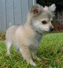 Most weigh in at four to twelve pounds and range in height. Pin By Jellybelly Gal On Style Interest Pomeranian Chihuahua Mix Pomchi Dogs Chihuahua Mix Puppies