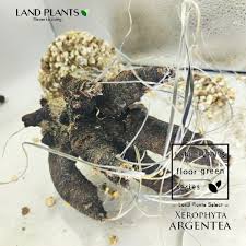 Image result for Xerophyta argentea