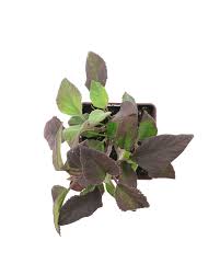 Image result for Bartlettina