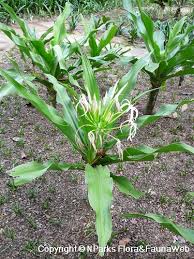 Image result for Crinum asiaticum
