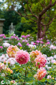 Jubilee Celebration Rose On The Rose Terrace At Bodnant Gardens Beautiful Flowers Rose Garden Love Flowers