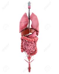 Download a free preview or high quality adobe illustrator ai, eps. 3d Illustration Of Internal Organs Of Male Body Stock Photo Picture And Royalty Free Image Image 14671127