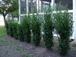 Green Tower Boxwood For Privacy Screen Will Grow 8 10 High By About 2 Wide Good For The North Fence Of B Green Tower Privacy Plants Shrubs For Privacy