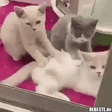 Massage Lustige Bilder Spruche Witze Echt Lustig
