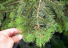 Douglas fir is an evergreen conifer that can grow to 55m and live for more than 1,000 years. Douglas Fir Tree Find A Home In Southwest Kansas Hppr