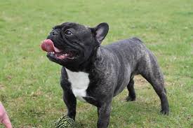 You can find them in acceptable akc color standards such as fawn, brindle, cream, and white, as well as in rare lilac, isabella, blue, chocolate, and sable coats. What Colors French Bulldogs Have Ourfrenchie