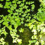 Image result for Lemna aequinoctialis