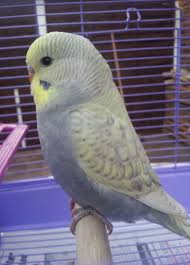 Cutie Of The Year Pet Birds Budgies Bird Cute Birds