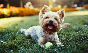 Just 4 paws pet spa is unlike any other pet groomer you have been to in the past. Pet Grooming Package Sweet Grooming Pet Salon Groupon