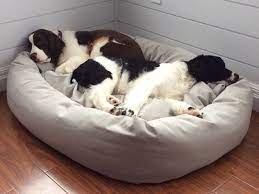 Just buy a model big enough to accommodate both of them and voila, double dog bed! Extra Large Dog Beds By Mammoth Lifetime Warranty