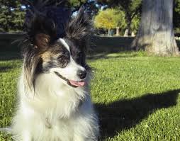 We have been papillon breeders in central florida for over 20+ years. Papillon Greatdogsite