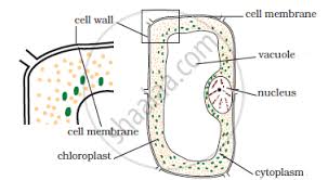 Plant cell and animal cell diagram for class 8 ncert. Make Sketches Of Animal And Plant Cells State Three Differences Between Them Science Shaalaa Com