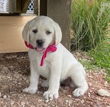 Most are the tri color markings. Lola Female Labrador Retriever Puppy For Sale Labrador Retriever Labrador Retriever Puppies Labrador