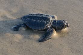The Grand Sea Turtle Experiment On Padre Island Published 2016 Sea Turtle Sea Turtle Species Turtle