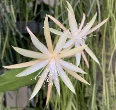 Image result for Phyllanthus macranthus