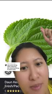 Perbedaan Daun Poh Pohan Dan Perilla