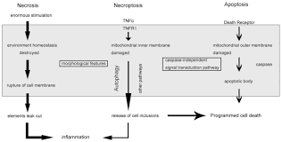 Check spelling or type a new query. Necroptosis A Novel Manner Of Cell Death Associated With Stroke Review