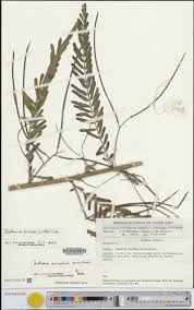 Image result for Sesbania sericea