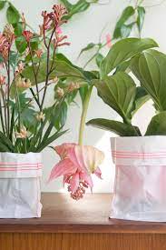 To help keep your product lines up to date, aqua has partnered with design. Houseplants Of The Month May Tropical Beauties