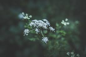 Backyard Medicine Medicinal Plants Secondary Metabolites In 2020 Eco Friendly House Flower Pictures Flower Images