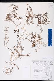 Image result for Oldenlandia verrucitesta