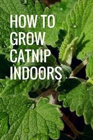 How To Grow Catnip Indoors Live With Liana Growing Catnip Catnip Plant Cat Plants