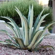 Image result for Agave americana