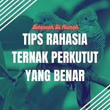 Biasanya penangkar kenari mampu memperkirakan waktu yang tepat untuk reproduksi, dan mampu beternak kenari dengan manajemen yang bagus. Cara Ternak Perkutut Agar Cepat Bertelur Beternakdirumah