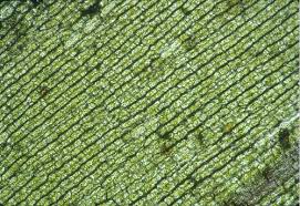 Image result for Elodea