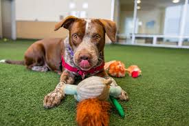 Opening hours for pet adoption in san francisco, ca. A Positive Effect Of Coronavirus Overlooked Animals Are Being Adopted