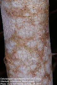 Image result for Catunaregam obovata