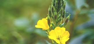 Evening primrose oil dapat membantu melembapkan dan melembutkan kulit apabila ia disapukan pada kulit. Atiehilmi Com Malaysian Lifestyle Blogger Kebaikan Minyak Evening Primrose Epo Untuk Kesihatan Wanita