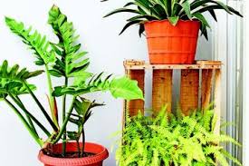 Tanaman monstera sering dijadikan sebagai tanaman hias dalam ruangan. Tanaman Hias Daun Paling Banyak Dicari Dari Masa Ke Masa Yuk Kenali Semua Halaman Idea