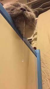 Jika kucing keluar air liur terjadi dan berakhir segera maka hal ini tergolong normal dan tidak perlu sampai sobat petpi tidak perlu panik ya s namun jika ternyata. Dafoxeyes ×'×˜×•×•×™×˜×¨ Hahaha 1st Time Tgk Kucing Tdo Air Liur Meleleh