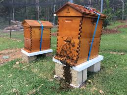 We did not find results for: Backyard Beekeeping For Aussies The Ultimate Beeginner S Guide