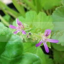 Image result for Pelargonium grossularioides