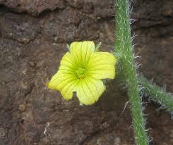Image result for Cucumis humifructus