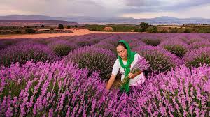 12 temmuz 2020 pazar 14:29 isparta. 17 Kadinin Binbir Emekle Kurdugu Isparta Daki Lavanta Kokulu Koy Yemek Com