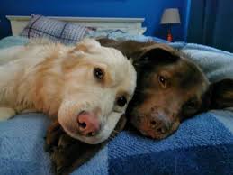 🎸 Billy + Pic = bromance of legends 🥜 Pic recently caught up with his  mate Billy Gibbons during ZZ Top's New Zealand tour. Their bromance has  been quietly simmering since a