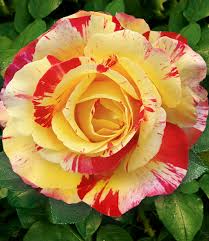 Maler Rose Camille Pissaro 1a Rosenpflanzen Bestellen Baldur Garten