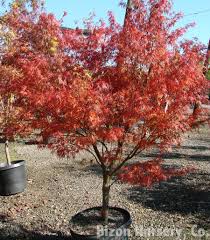Check spelling or type a new query. Acer Palmatum Seiryu Lace Leaf Japanese Maple Laceleaf Japanese Maple Seiryu Japanese Maple North Carolina Extension Gardener Plant Toolbox