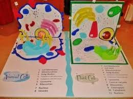 Animal Cell 3d Project Poster Ile Ilgili Gorsel Sonucu Hucre Modeli Hayvan Hucreleri Etkilesimli Defterler