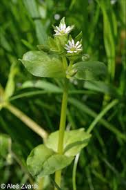 Image result for Stellaria