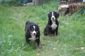 Dies mag daran liegen, dass dieser ursprünglich hauptsächlich als hütehund eingesetzte helfer ein ausgesprochen schönes tier von ausgewogenem körperbau und attraktivem langen fell ist. Berner Sennenhund Welpen Suchen Zuhause Hundewelt At