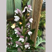 Image result for Acanthopale confertiflora